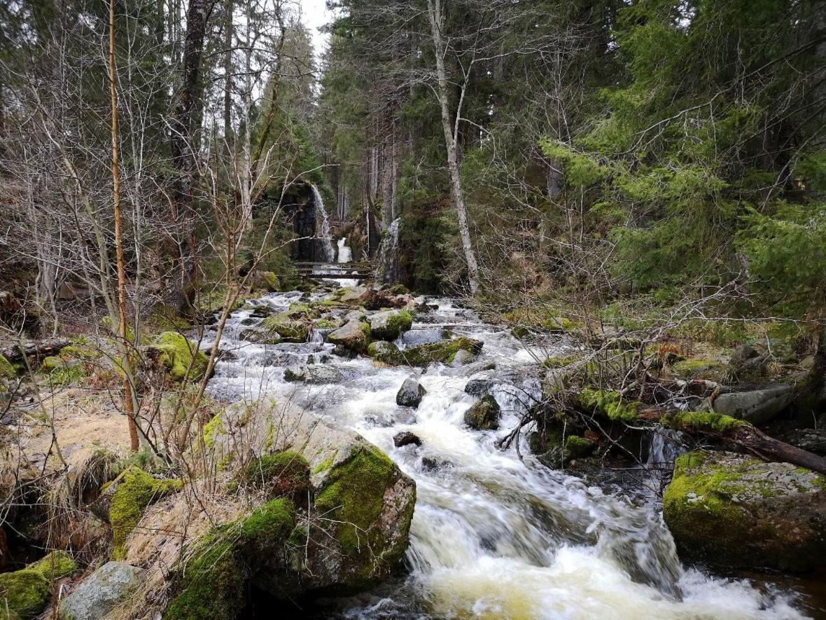 C1 Albmatte-Fewo Sauna, Hallenbad Aussenbecken Massagen Nebenan Menzenschwand-Hinterdorf المظهر الخارجي الصورة
