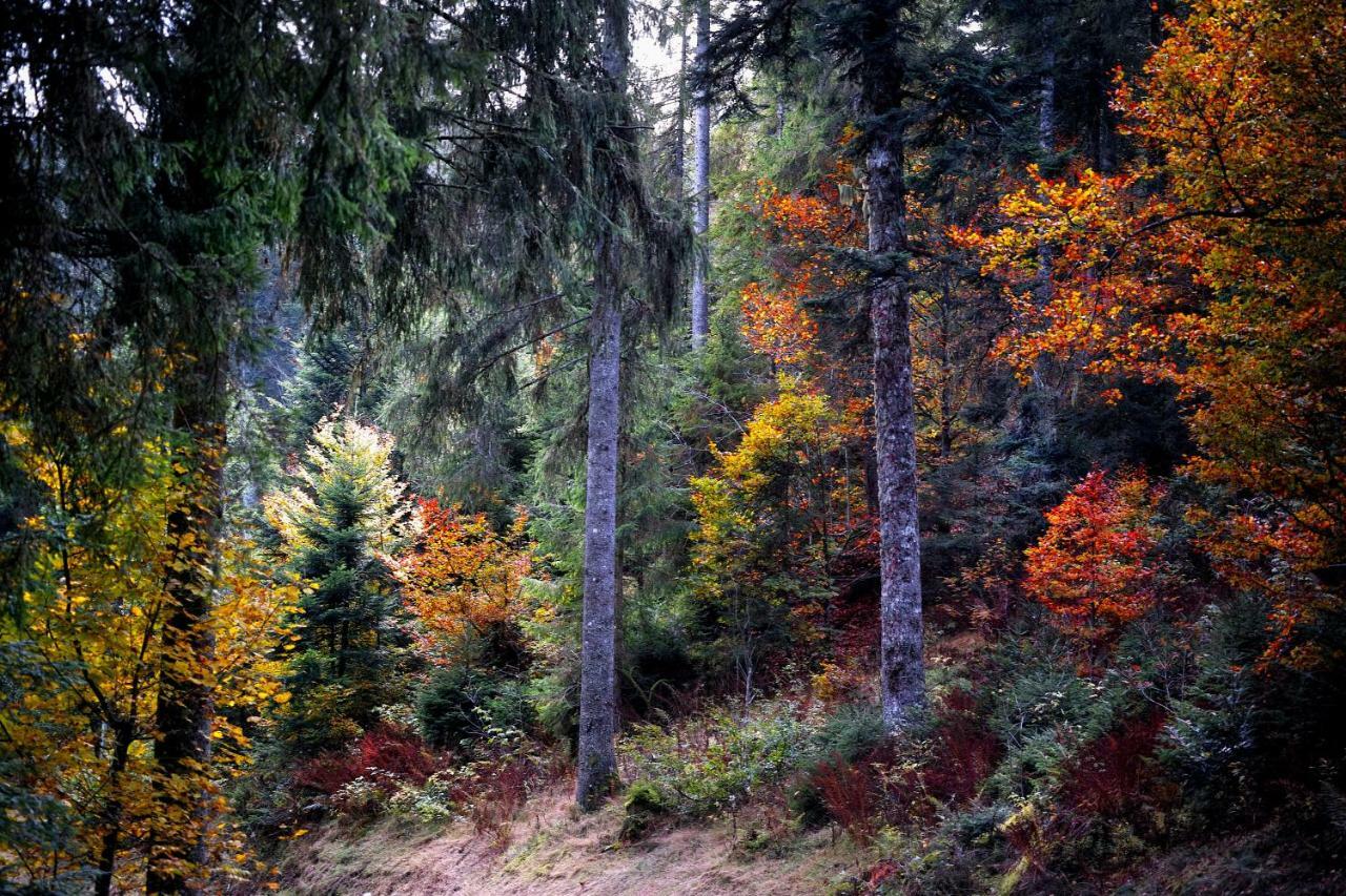 C1 Albmatte-Fewo Sauna, Hallenbad Aussenbecken Massagen Nebenan Menzenschwand-Hinterdorf المظهر الخارجي الصورة